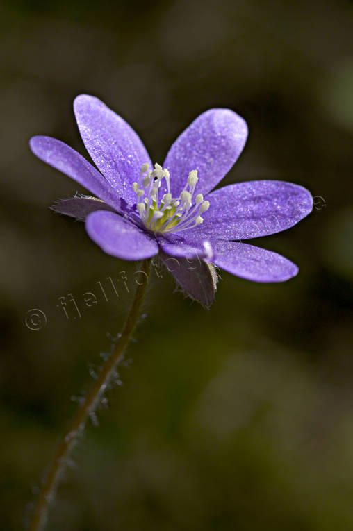 biotope, biotopes, blue, flower, forest land, forests, liverleaf, nature, spring, spring flower, spring flowers, windflower, woodland