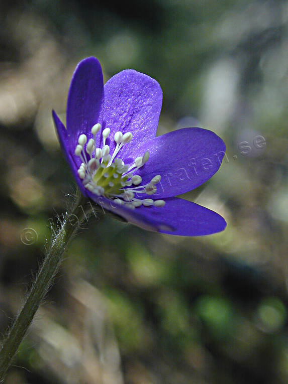 biotope, biotopes, blue, close-up, flower, forest land, forests, liverleaf, nature, spring, windflower, woodland