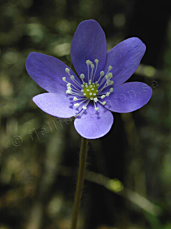 biotope, biotopes, blue, close-up, flower, forest land, forests, liverleaf, nature, spring, windflower, woodland