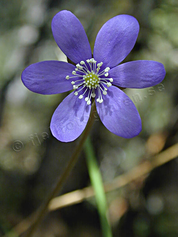 biotope, biotopes, blue, close-up, flower, forest land, forests, liverleaf, nature, spring, windflower, woodland