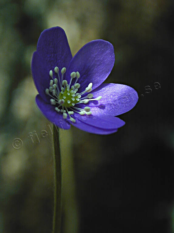 biotope, biotopes, blue, close-up, flower, forest land, forests, liverleaf, nature, spring, woodland