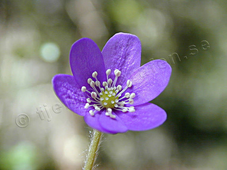 biotope, biotopes, blue, close-up, flower, forest land, forests, liverleaf, nature, spring, woodland