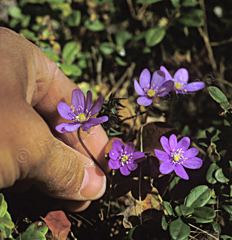 be picked, biotope, biotopes, flowers, forest land, forests, liverleafs, nature, pick, season, seasons, spring, spring flowers, woodland