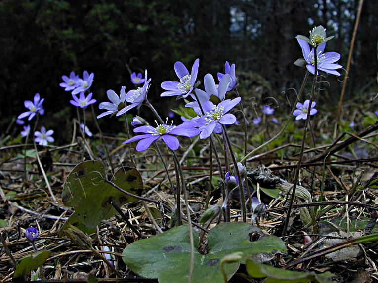 biotope, biotopes, flowers, forest land, forests, liverleafs, nature, spring, spring flowers, woodland