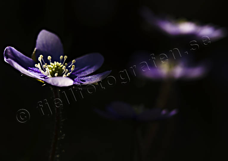 Liverleafs in glade anemone, blue, blåviringen, flower, flowers, forest land, granblandskogar, hepatica, liverleaf, liverleafs, lövskogar, nature, nobilis, plants, herbs, seasons, sippor, spring, violett, windflower, woodland