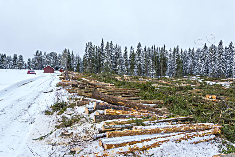 clear-felled area, cutting area, felling, forestry, nature, timber, timber logs, winter, woodland, work