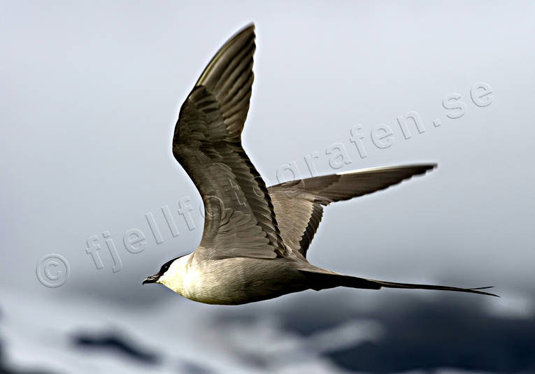animals, bird, birds, long-tailed skua, mountain nature, raptors