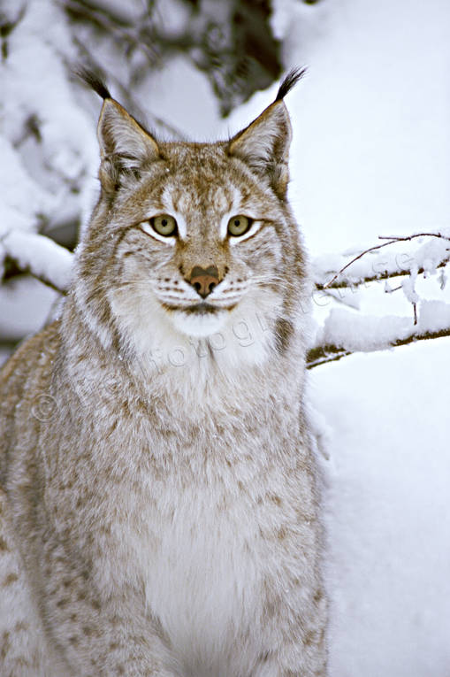 animals, cat, cat animal, close-up, lynx, lynx, lynx, mammals, predator, predators, predators, snow, winter