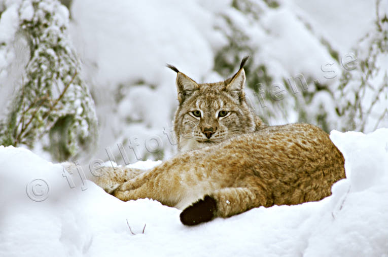 animals, cat, cat animal, close-up, lynx, lynx, lynx, mammals, predator, predators, snow, winter