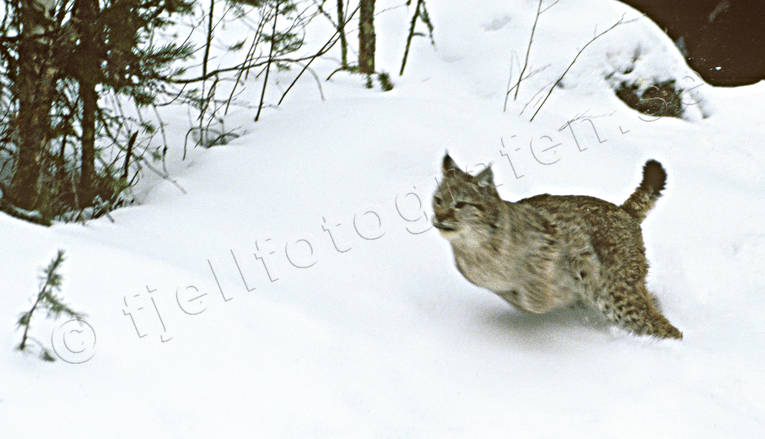 animals, cat animal, leap, lynx, lynx, lynx, lynx, mammals, predator, predators, runs, snow, winter