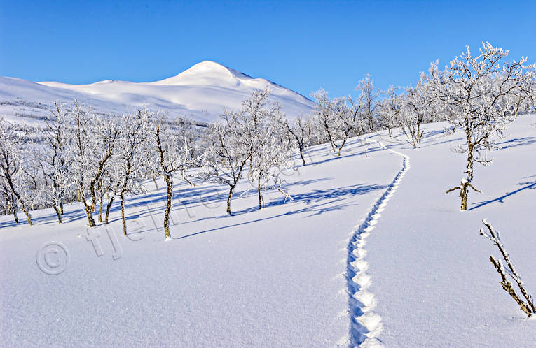 alpine birch, animals, Gaajsartjahke, landscapes, Lapland, lynx, lynx, lynx, lynx tracks, lynx tracks, mammals, mountain, mountain birch forest, season, seasons, snow, spring-winter, sprning_kal2017_3, trace, track, tracks, winter