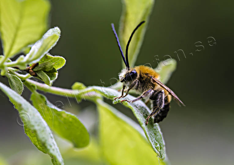 Långhornsbi on leave animals, bees, bi, Eucera longicornis, insects, långhornsbi, solitära bin, summer