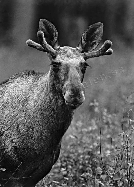 animals, black-and-white, close-up, horn, antlers, male moose, mammals, moose, moose, velvet