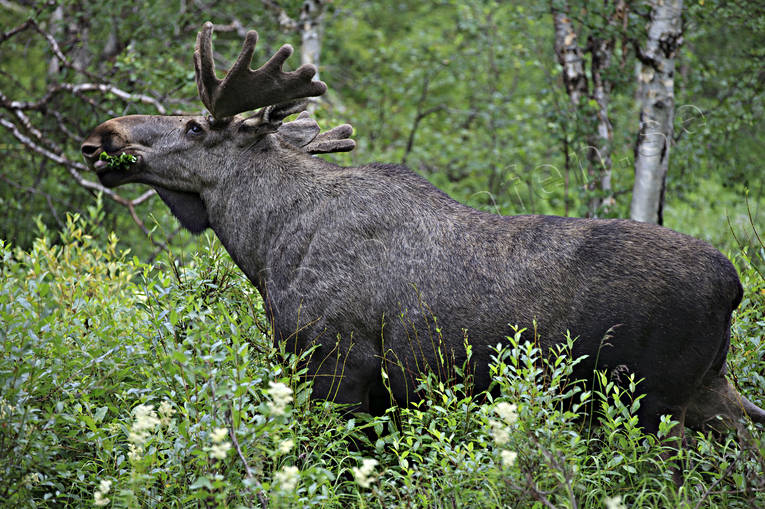 animals, bull, deer animals, grazes, grazing, hornkrona, male moose, mammals, moose, moose, ox, Rapa Valley, Sarek, älgkrona, älgoxe