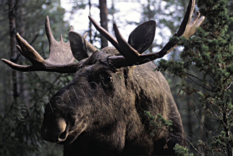 animals, bull, deer animals, forest, horn, antlers, hornkrona, king, krona, male moose, mammals, moose, moose, ox, thorns, woodland, älgkrona, älgoxe