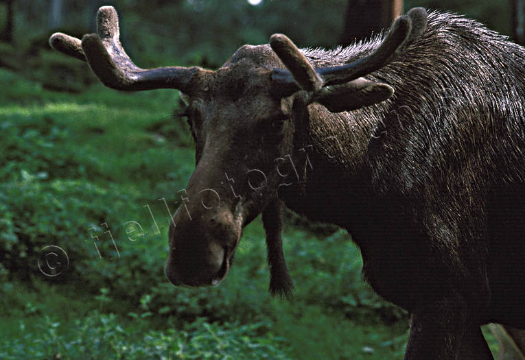 animals, barb, barbule, close-up, horn, antlers, male moose, mammals, moose, moose, moose head, elk head, velvet