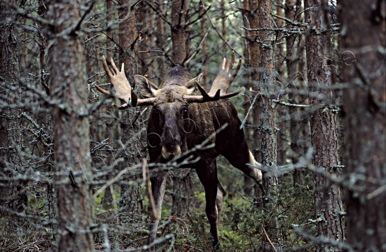 animals, bull, deer animals, krona, male moose, mammals, moose, moose, ox, lgoxe