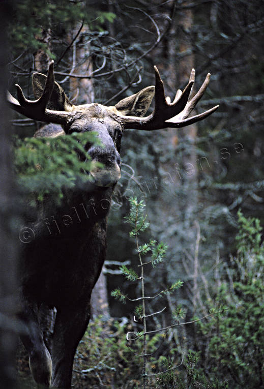 animals, bull, deer animals, forest, horn, antlers, hornkrona, horns, antlers, king, krona, male moose, mammals, moose, moose, ox, thorns, woodland, lgkrona, lgoxe