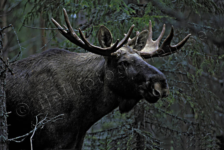 animals, bull, horn, antlers, krona, male moose, mammals, moose, moose, ox, skogens konung, woodland, lgoxe