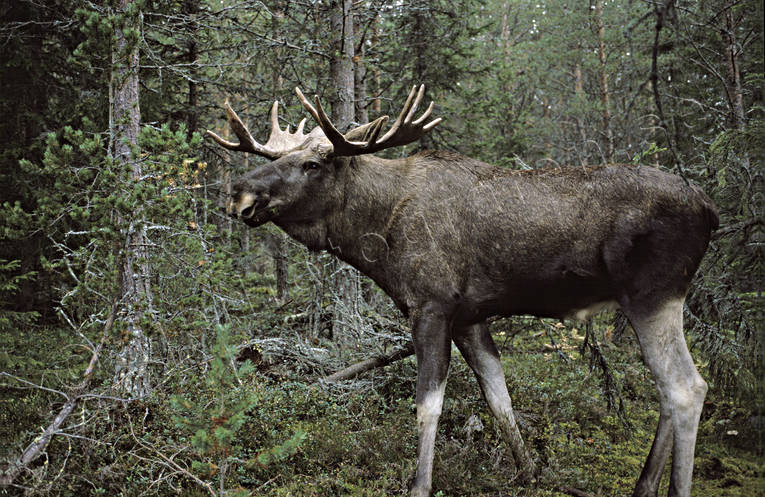 animals, bull, deer animals, horn, antlers, krona, male moose, mammals, moose, moose, ox, älgoxe