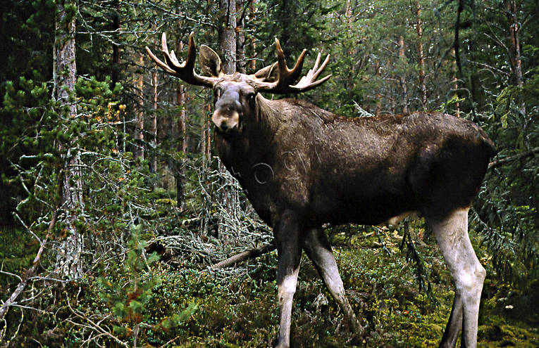 animals, bull, deer animals, male moose, mammals, moose, moose, ox, älgoxe