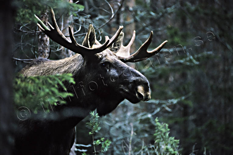 animals, bull, deer animals, horn, antlers, hornkrona, king, krona, male moose, mammals, moose, moose, ox, thorns, woodland, älgkrona, älgoxe