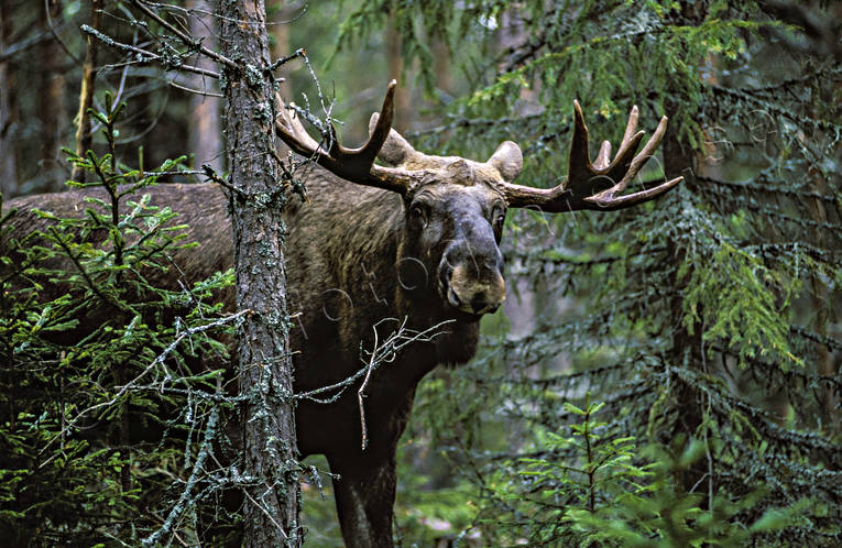 animals, bull, deer animals, horn, antlers, hornkrona, king, krona, male moose, mammals, moose, moose, ox, thorns, älgkrona, älgoxe