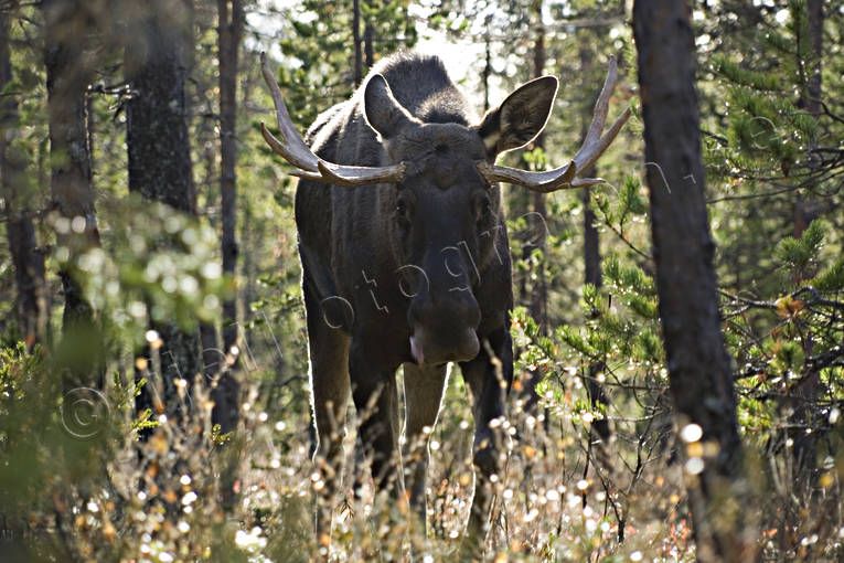 animals, bull, elk park, horn, antlers, male moose, mammals, moose, summer, älghorn, älgoxe