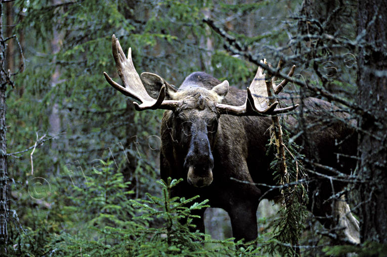 animals, bull, deer animals, hornkrona, krona, male moose, mammals, moose, moose, ox, thorns, älgoxe