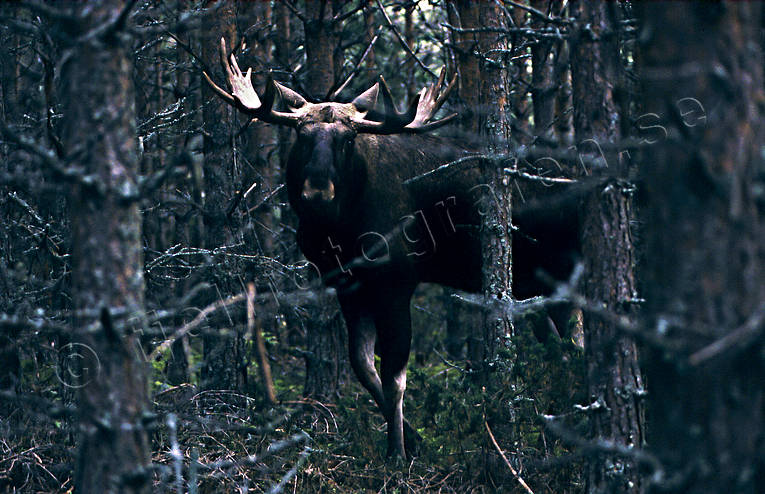 animals, bull, deer animals, horn, antlers, hornkrona, male moose, mammals, moose, moose, ox, thorns, älgoxe