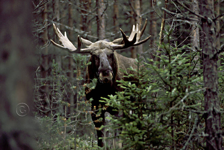 animals, bull, deer animals, horn, antlers, hornkrona, krona, male moose, mammals, moose, moose, ox, thorns, älgkrona, älgoxe