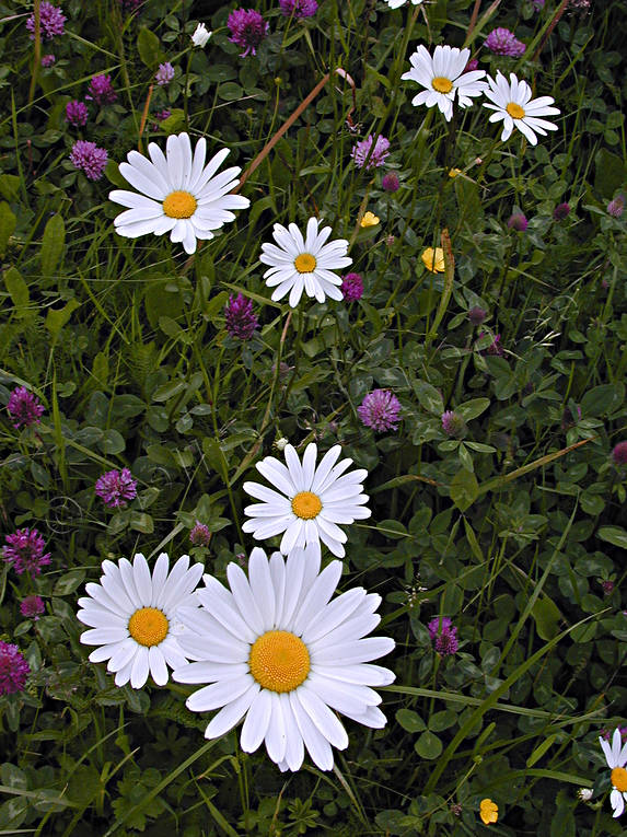 biotope, biotopes, flower, flowers, marguerite, marguerite, meadowland, meadows, nature, summer, äng