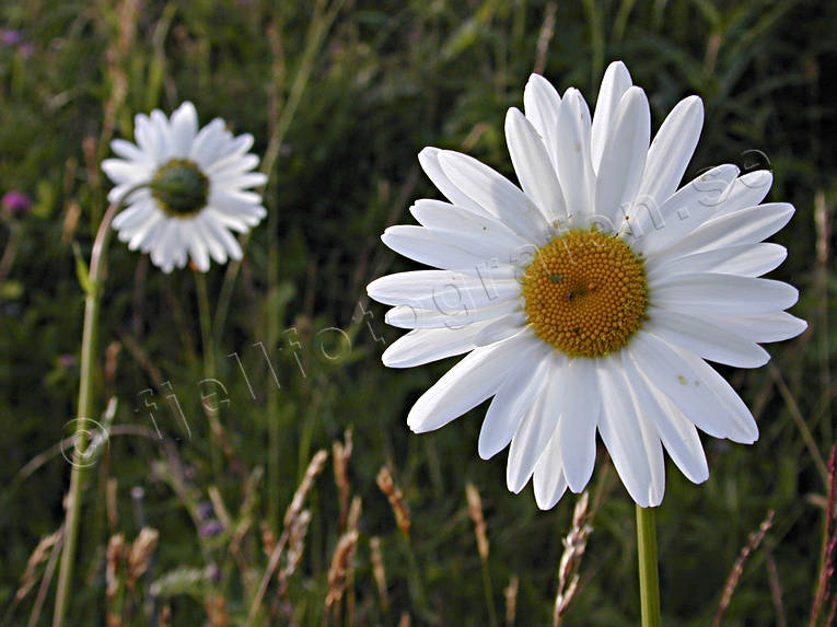 biotope, biotopes, flower, flowers, marguerite, marguerite, meadowland, meadows, nature, summer, äng