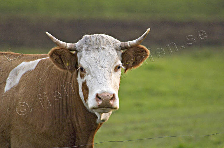animals, beef cattle, cows, horn, antlers, ko, mammals, meat cow, meat production, pasturage, pets