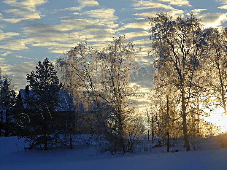 ambience, ambience pictures, atmosphere, birches, christmas ambience, christmas card, cold, mid-winter, mid-winter day, season, seasons, winter, winter sun