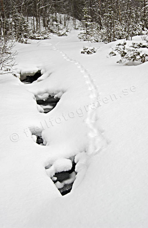 animals, creek, mammals, mink, mink tracks, snow, snow tracks, tracks, winter creek