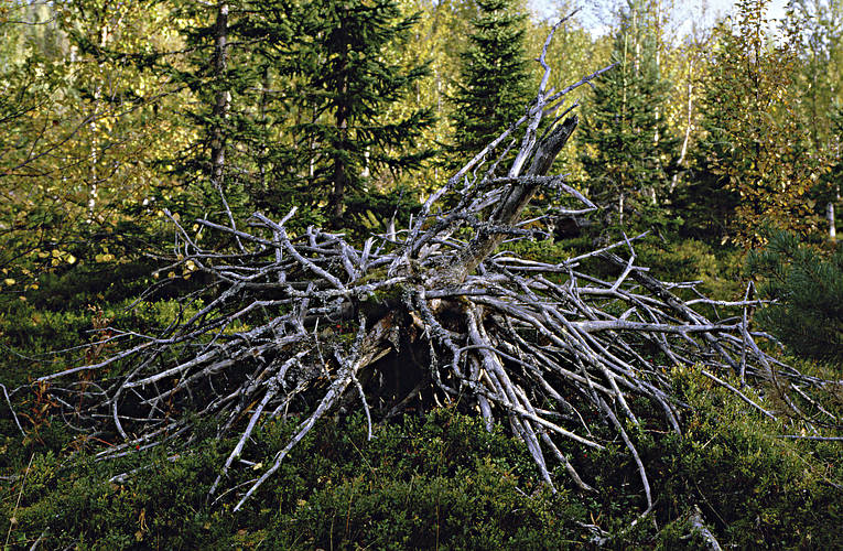 biotope, biotopes, death, forest land, forests, nature, spruce, taiga, virgin forest, wildwood, woodland