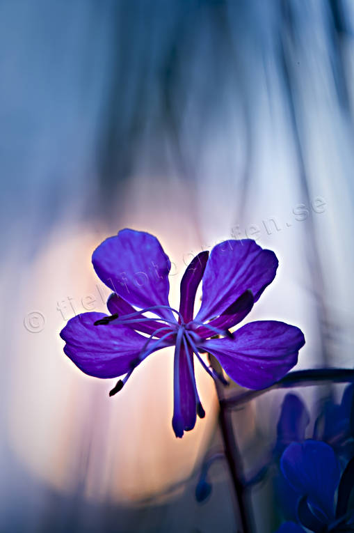 flower, meadowland, mjlkrt, nature, plants, herbs, woodland