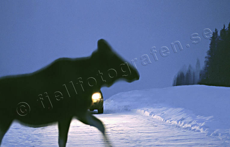 accident wild animal, animals, car, communications, darkness, dusk, game, land communication, mammals, moose, moose, moose accident, road, traffic, traffic accident with moose, viltolyckor