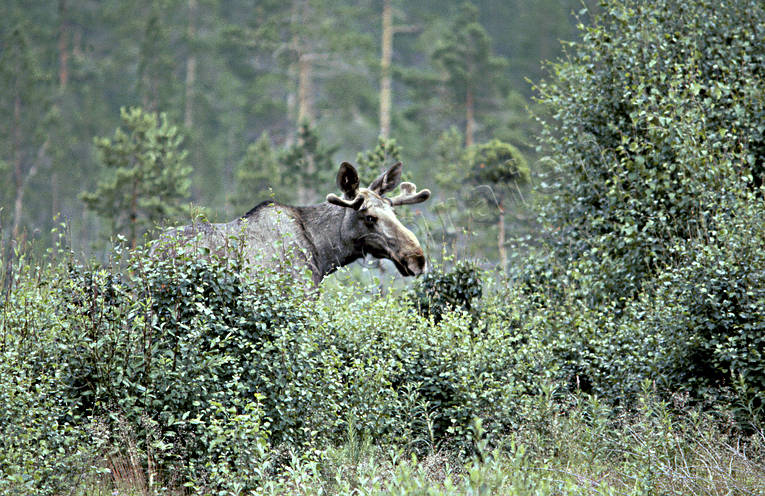 animals, brushwood, elk grazing, male moose, mammals, moose, moose, sly