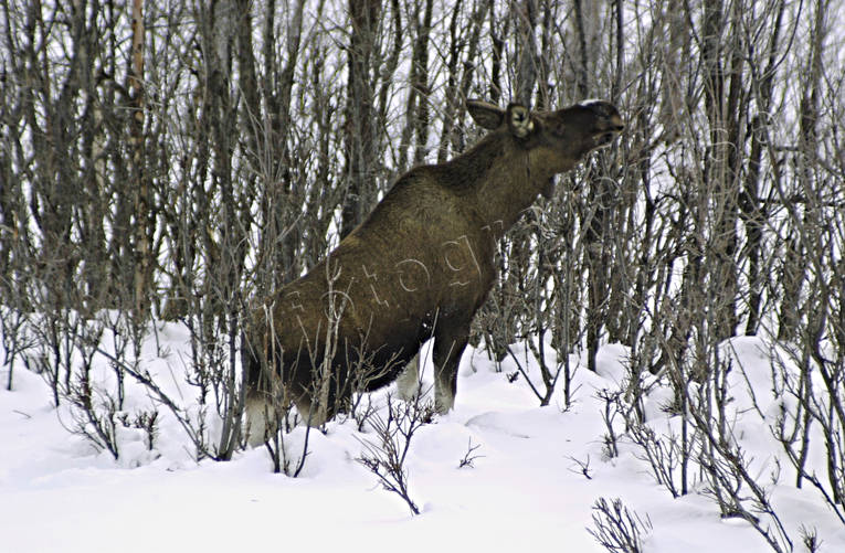 animals, brushwood, elk grazing, grazes, mammals, moose, moose, pasturage, winter