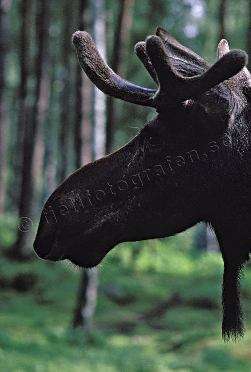 animals, barb, barbule, beard, bull, horn, antlers, male moose, mammals, moose, moose, moose head, elk head, profile, velvet