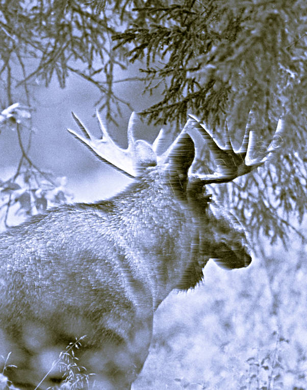 animals, black-and-white, bull, horn, antlers, hornkrona, krona, male moose, mammals, moose, moose, älgoxe