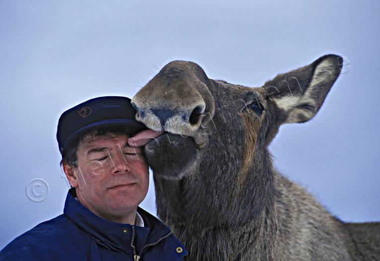 animals, friends, friendship, happiness, happy, human, joy, lick, licks, mammals, master, moose, moose