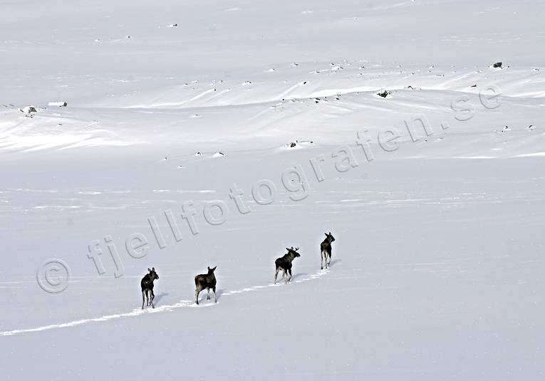 animals, elk family, hike, landscapes, mammals, moose, moose, mountain, mountains, nature, snow, sylarna, vandringsälg, vandringsälgar, winter, winter hike