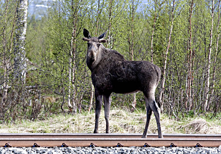 animals, mammals, moose, moose, railway, tracks, viltolyckor