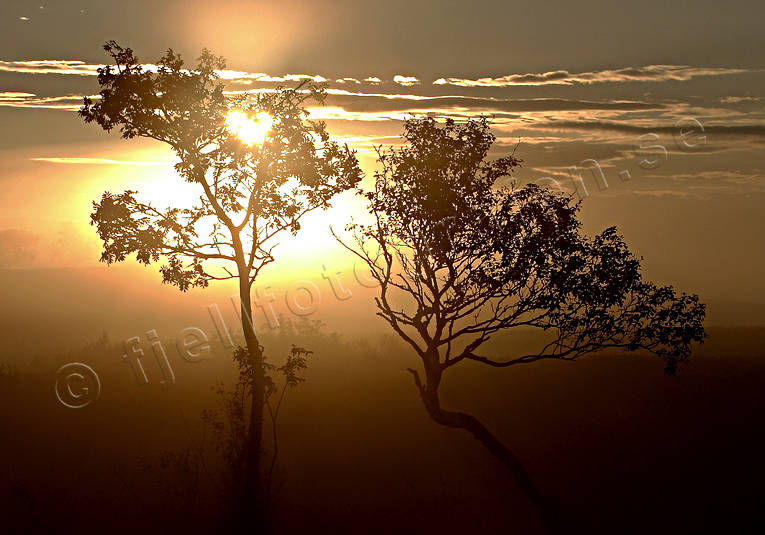 dawn, fog, landscapes, mire, morning, nature, season, seasons, summer