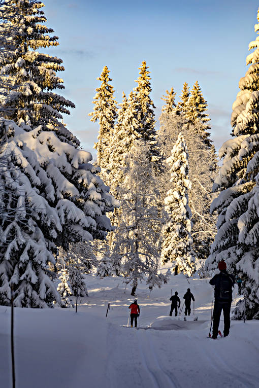 heavy snow buildup, pines, season, seasons, ski touring, snow, spruce forest, winter, äventyr