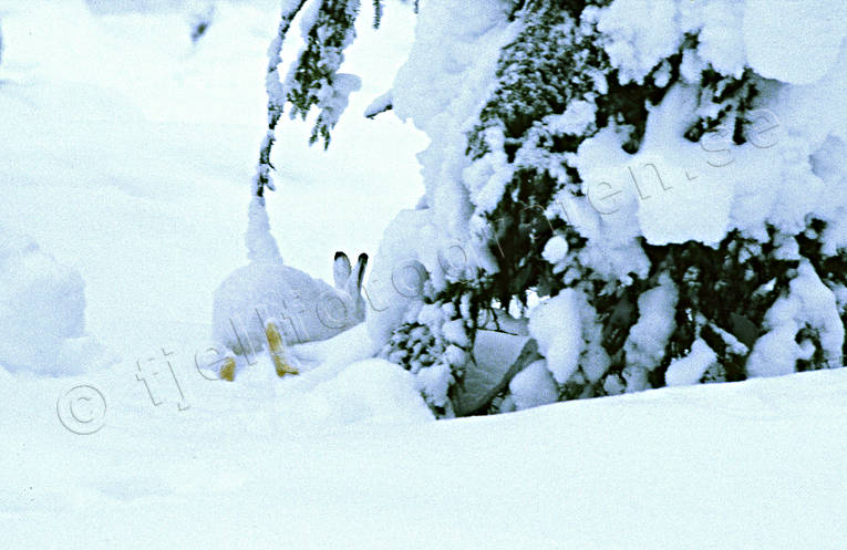 animals, gnawer, hare, hare, mammals, mountain hare, snow, spruce, white, winter