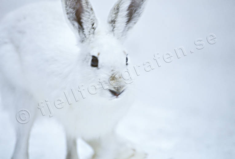 animals, close-up, hare, hare, hopping, lolloping, mammals, mountain hare, snow, swedish hare, winter